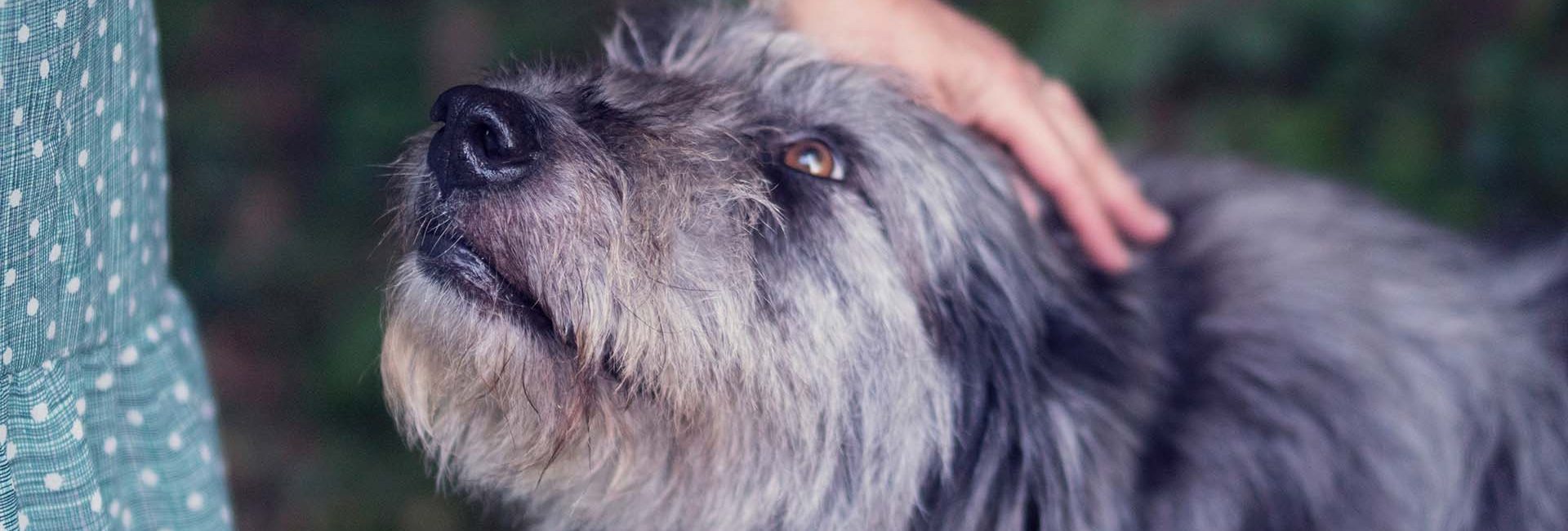 Animal Welfare Foundations Groups O4icbq7ax2t4b0jovfgq4b4z896egfn4hidia76q90 Animal Welfare Foundations Groups O4icbq7ax2t4b0jovfgq4b4z896egfn4hidia76q90
